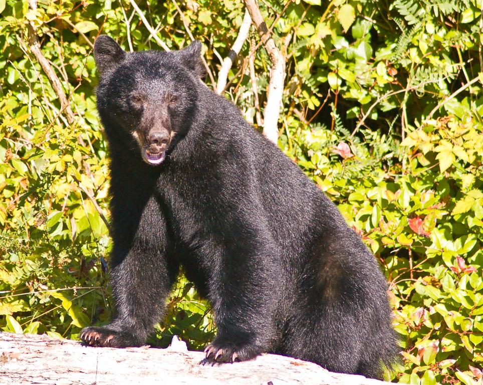 Wild Pacific Guest Suites Ucluelet Kültér fotó