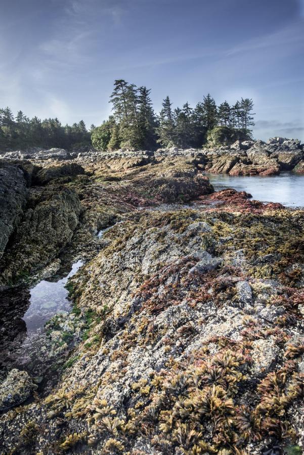 Wild Pacific Guest Suites Ucluelet Kültér fotó